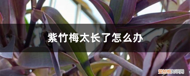 紫竹梅太长了怎么办,如何造型图片 紫竹梅太长了怎么办，如何造型