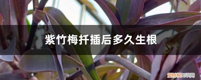 紫荆扦插多久生根 紫竹梅扦插后多久生根,用什么土