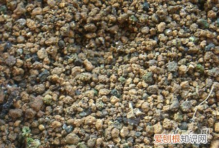 仙人掌种子图片 仙人掌种子的种植图说