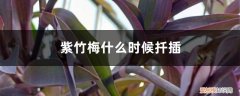 紫竹梅什么时候扦插最好 紫竹梅扦插方法和时间