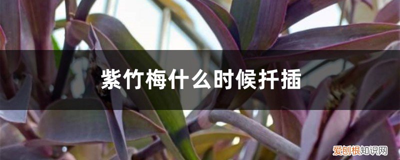 紫竹梅什么时候扦插最好 紫竹梅扦插方法和时间