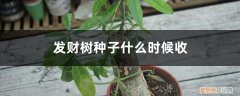 发财树什么时候有种子 发财树种子什么时候收，什么时候播种