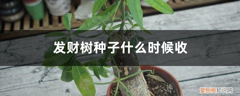 发财树什么时候有种子 发财树种子什么时候收，什么时候播种