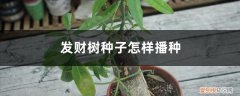 发财树播种时间和方法 发财树种子怎样播种，几月份播种最好