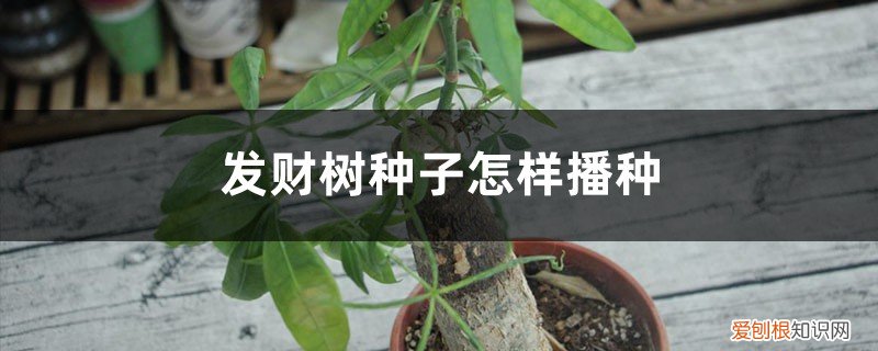 发财树播种时间和方法 发财树种子怎样播种，几月份播种最好