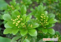米兰花掉叶子怎么补救 米兰花掉叶子怎么办