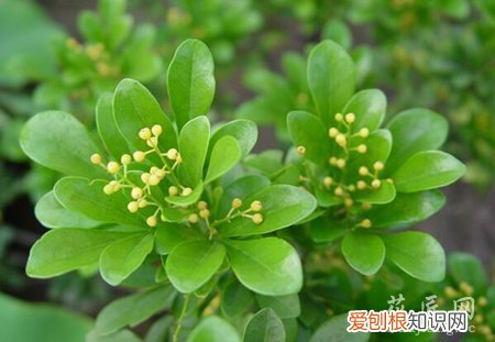 米兰花掉叶子怎么补救 米兰花掉叶子怎么办