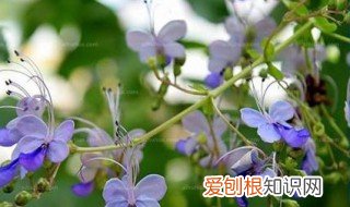 蓝蝴蝶花可以直接泡水喝吗 蓝蝴蝶花泡水喝的功效