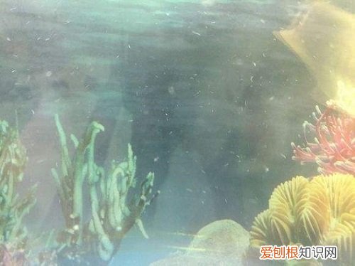 鱼缸雾蒙蒙的水怎么办 鱼缸雾蒙蒙的水的解决办法
