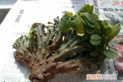 麒麟掌腐烂怎么办 麒麟掌烂根了应该怎么办？