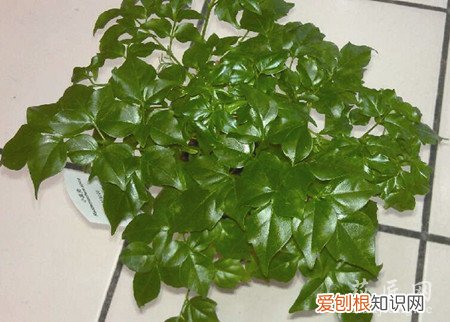 富贵树叶子尖发黄 富贵树叶子发黄怎么办？