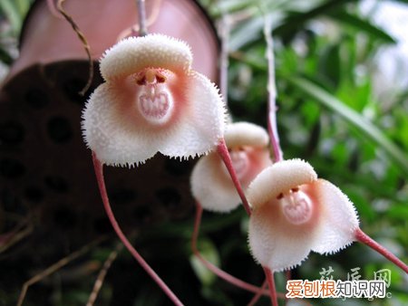 龙面花的养殖方法 猴面小龙兰养殖方法