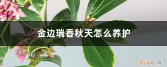 金边瑞香夏天可以放室内吗 金边瑞香秋天怎么养护，放室内还是室外