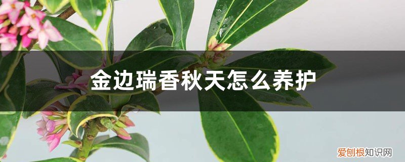 金边瑞香夏天可以放室内吗 金边瑞香秋天怎么养护，放室内还是室外