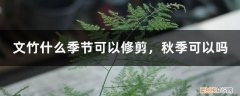 文竹夏季可以修剪吗 文竹什么季节可以修剪，秋季可以吗