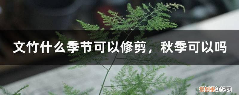 文竹夏季可以修剪吗 文竹什么季节可以修剪，秋季可以吗