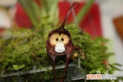猴面兰的养殖方法和注意事项 猴面小龙兰栽培技术需要注意哪些事项