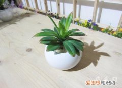 龙舌兰怎么养殖方法 龙舌兰的养殖方法和注意事项