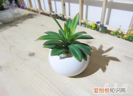 龙舌兰怎么养殖方法 龙舌兰的养殖方法和注意事项