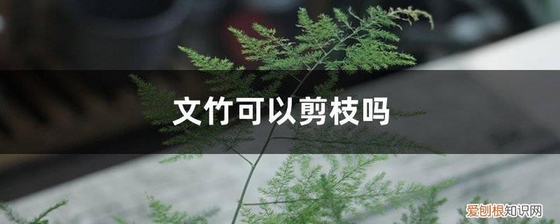 文竹可以剪枝吗,剪下来的文竹能插活吗视频 文竹可以剪枝吗，剪下来的文竹能插活吗
