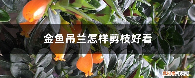 金鱼吊兰枝干很长怎么修剪 金鱼吊兰怎样剪枝好看，冬天能剪枝吗