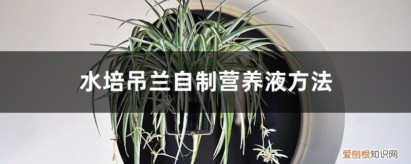 水培吊兰自制营养液怎么用 水培吊兰自制营养液