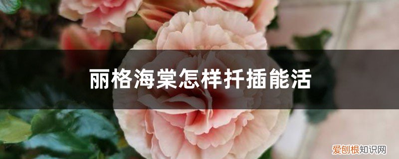 格丽海棠花怎么扦插 丽格海棠怎样扦插繁殖，学会一招快速生根！