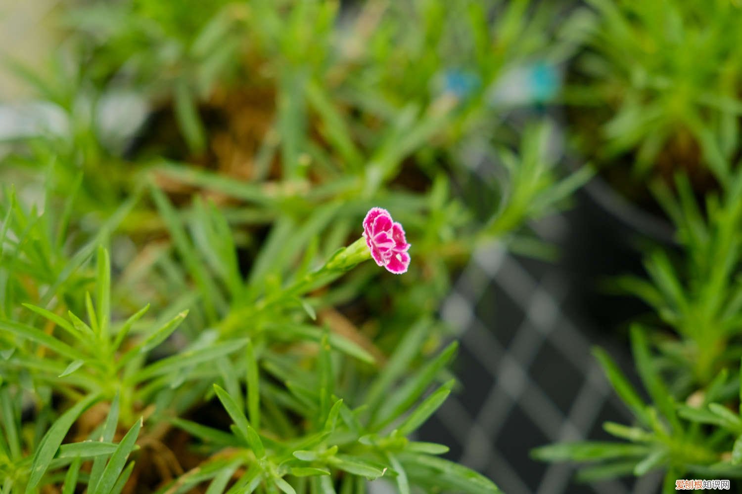康乃馨种子的种植多久能开花 什么季节种植，好发芽吗 盆栽康乃馨种子怎么种