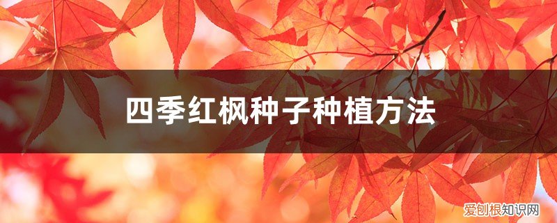 红枫可以种子种植吗? 四季红枫种子种植方法和注意事项