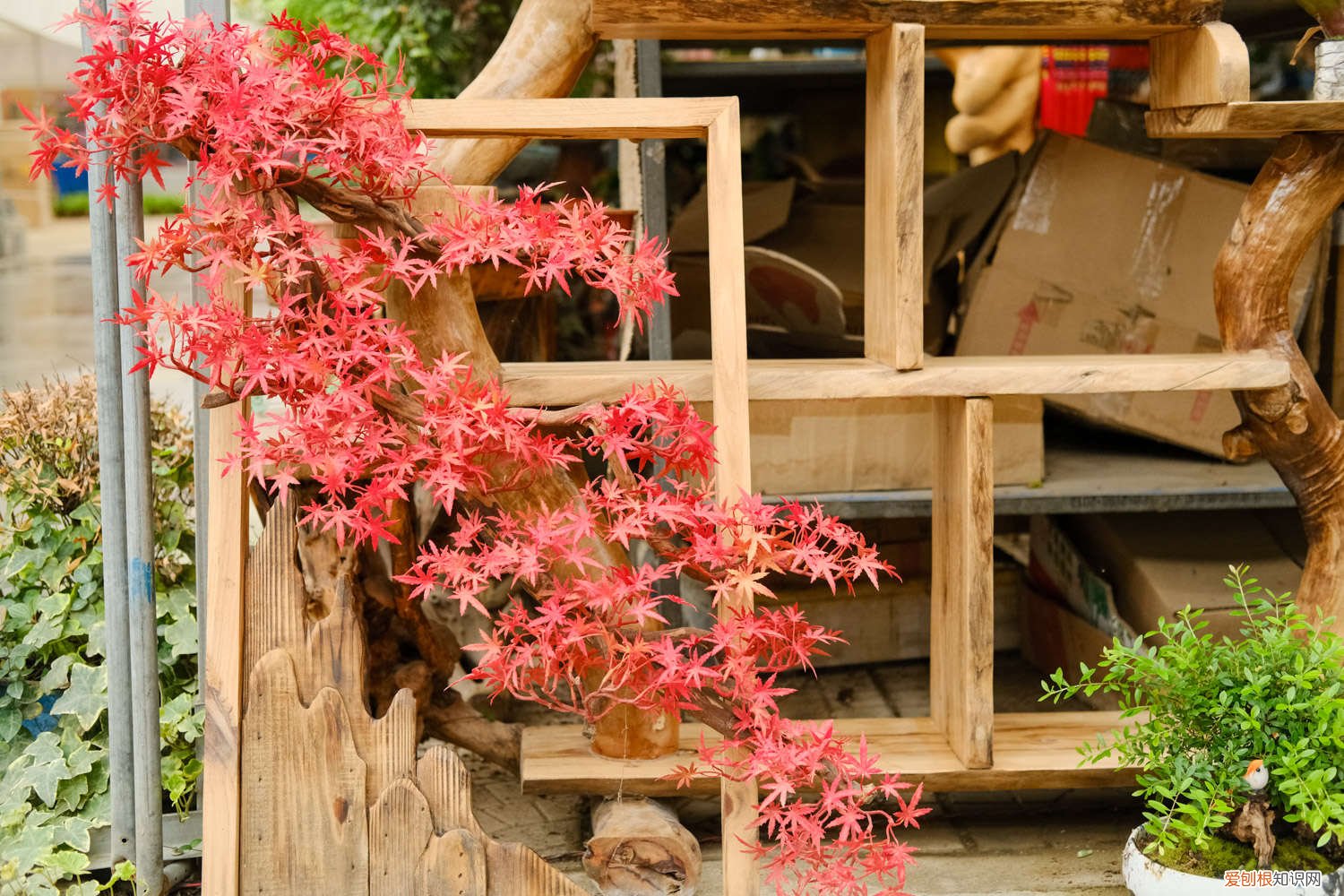 红枫可以种子种植吗? 四季红枫种子种植方法和注意事项