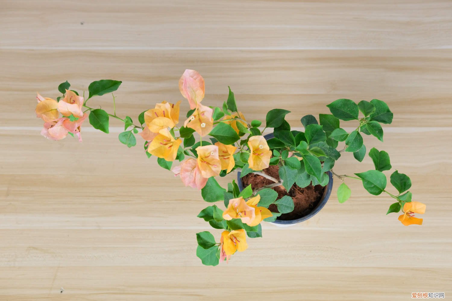 三角梅水扦插方法图解,泡水中几天就能生根发芽 三角梅水扦插方法图解，泡水中几天就能生根！