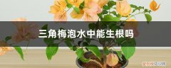 三角梅水扦插方法图解,泡水中几天就能生根发芽 三角梅水扦插方法图解，泡水中几天就能生根