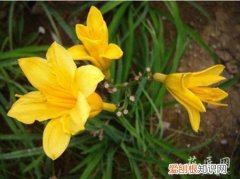 无忧草的栽培技术与管理 无忧草的栽培技术