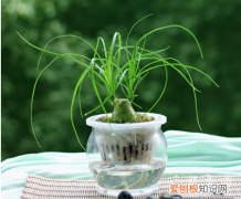 酒瓶兰水培方法 最新最全的酒瓶兰水培技术