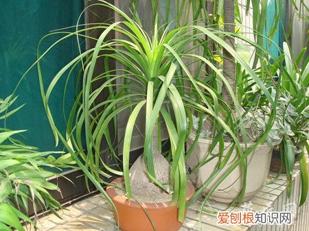 怎样给酒瓶兰换盆 酒瓶兰的换盆方法