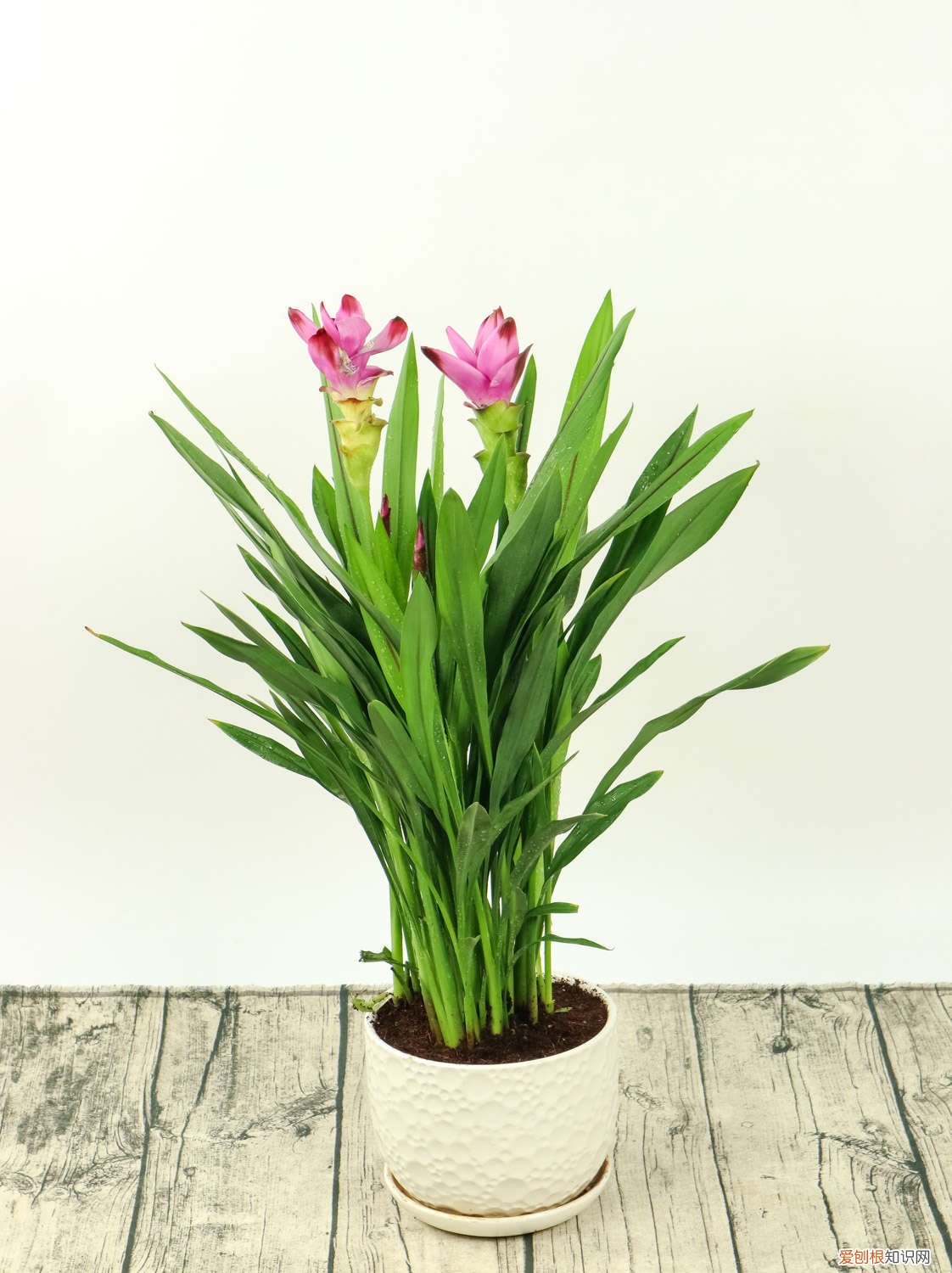 姜荷花怎么养,会一直开花吗 姜荷花怎么养，会一直开花吗