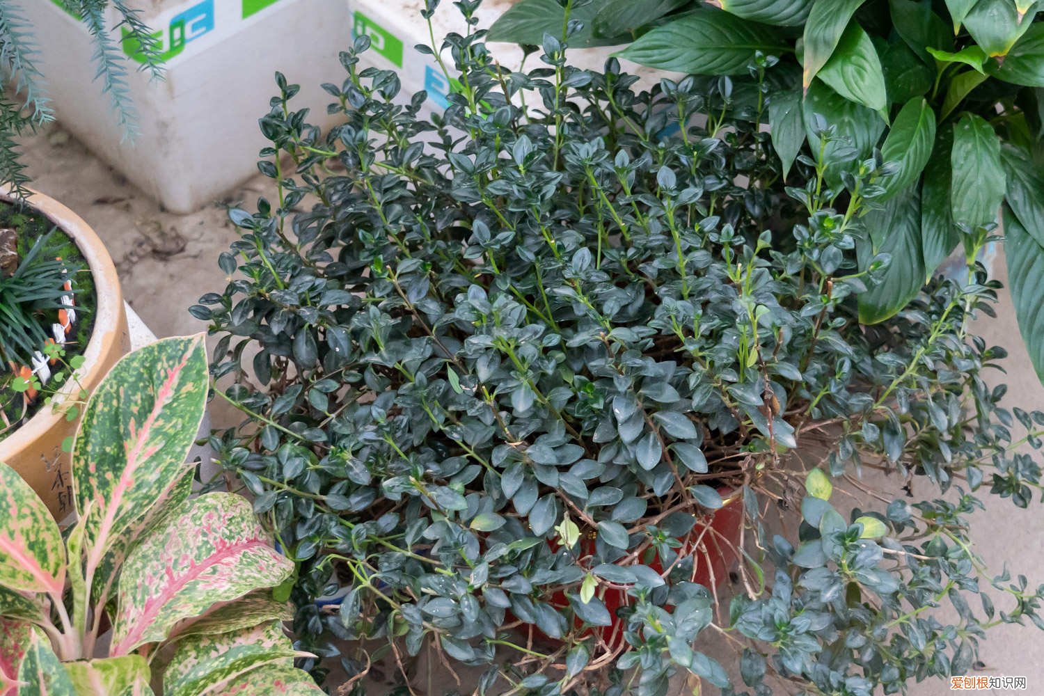 金鱼吊兰怎么养才能花开不断 金鱼吊兰爆盆很简单，教你1招，长得快又开花多！