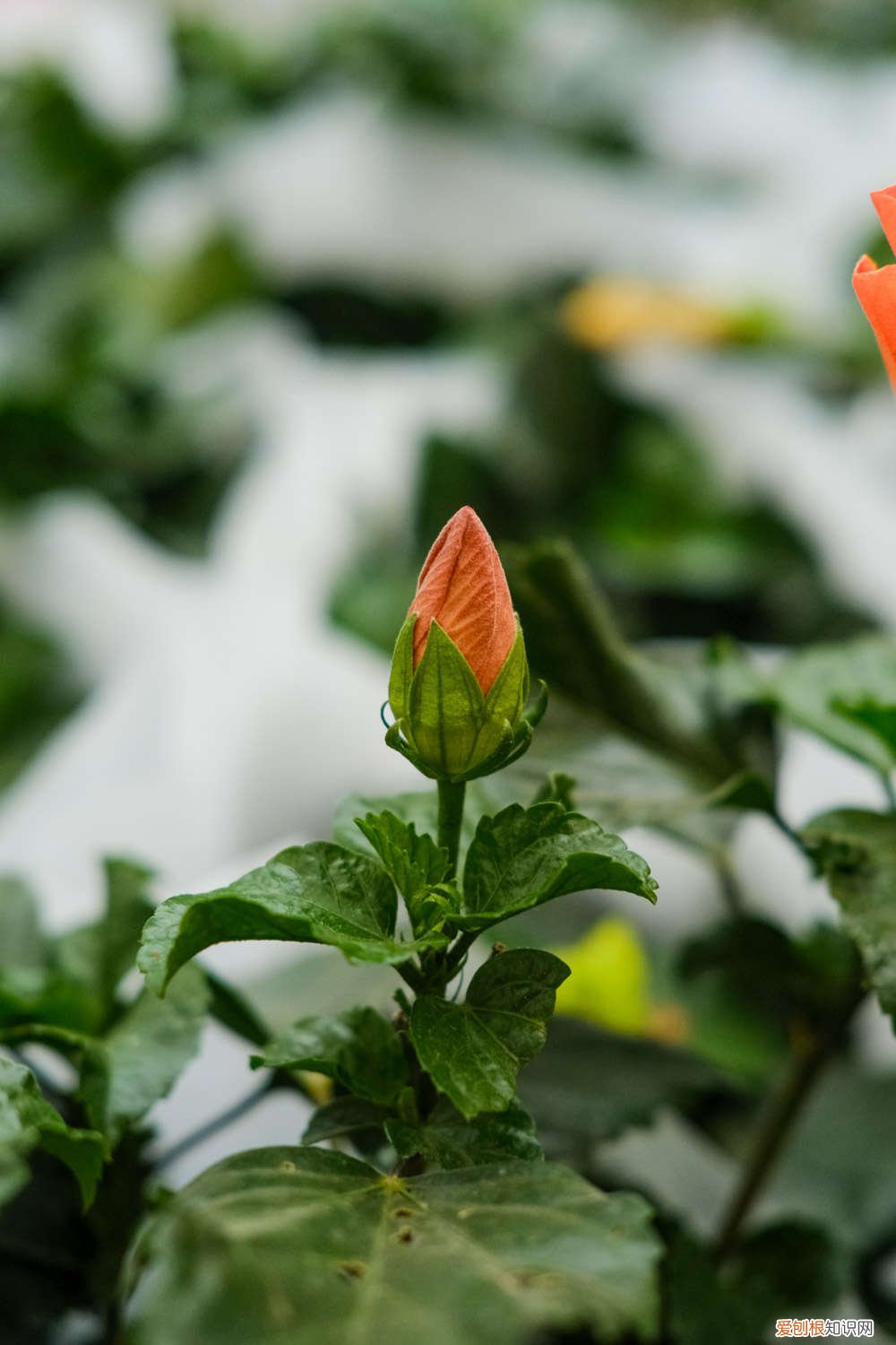 扶桑花怎么扦插(扦插方法图解 养护技巧、扦插方法和时间 扶桑花的养殖方法)