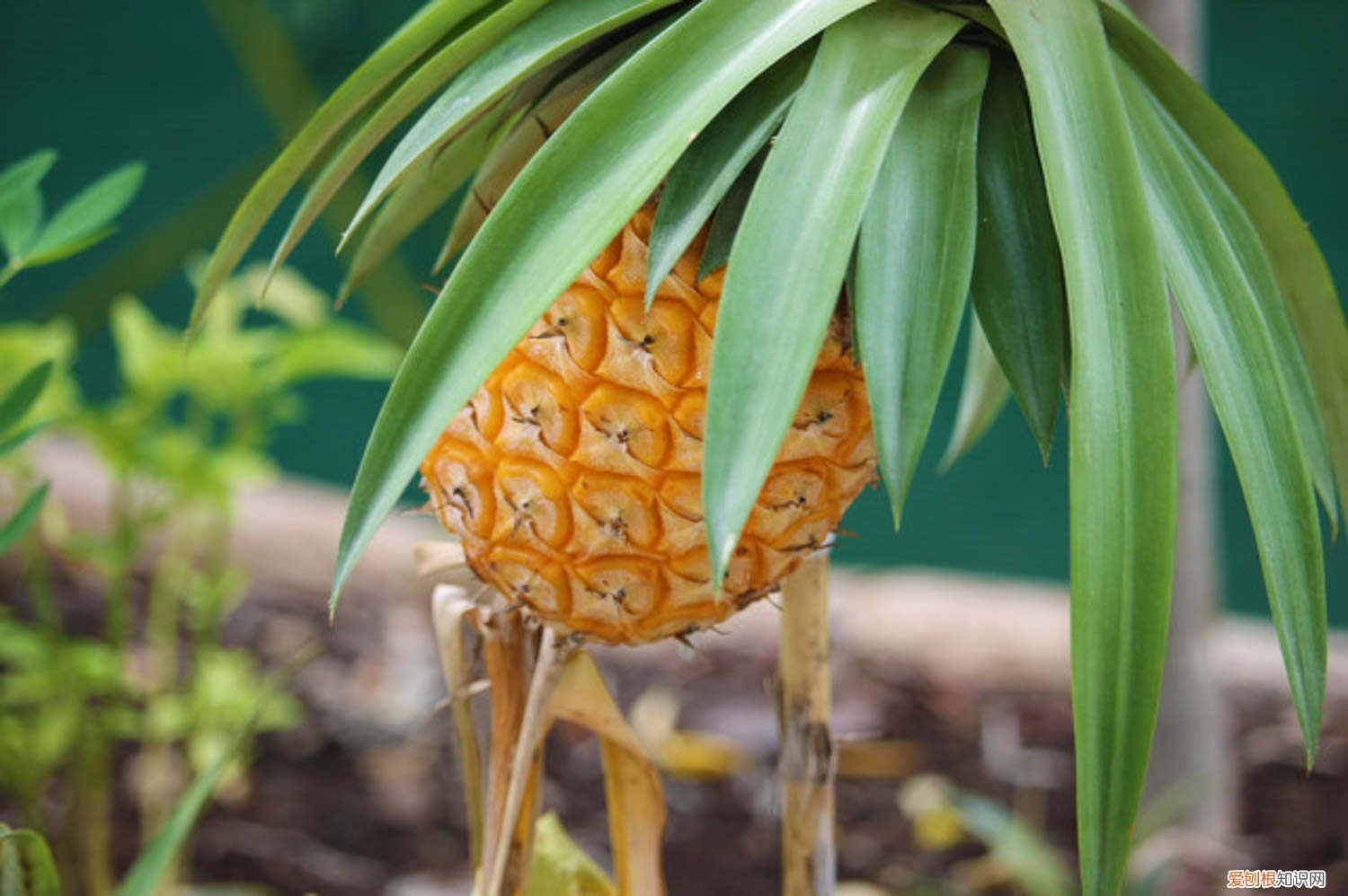 菠萝蜜没熟怎么快速催熟 没熟的菠萝蜜怎么催熟