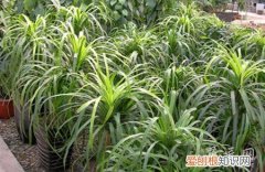 酒瓶兰在北方应该如何栽培呢 酒瓶兰在北方应该如何栽培