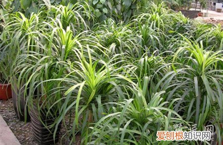 酒瓶兰在北方应该如何栽培呢 酒瓶兰在北方应该如何栽培