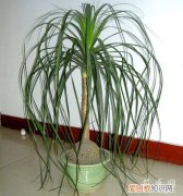 酒瓶兰的养殖方法有哪些呢图片 酒瓶兰的养殖方法有哪些呢？