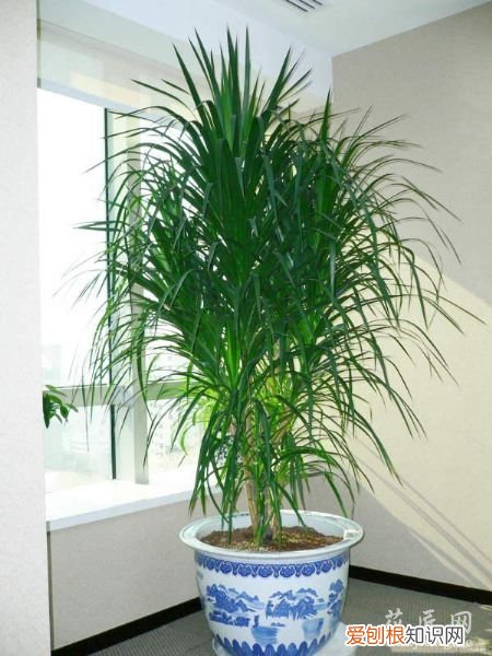 龙血树叶子干枯怎么回事 龙血树叶子干枯的主要问题及其解决办法