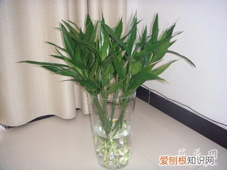 富贵竹要什么水养 富贵竹要如何水养?