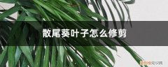散尾葵把叶子剪了还发芽吗 散尾葵叶子怎么修剪，修剪叶子会死吗