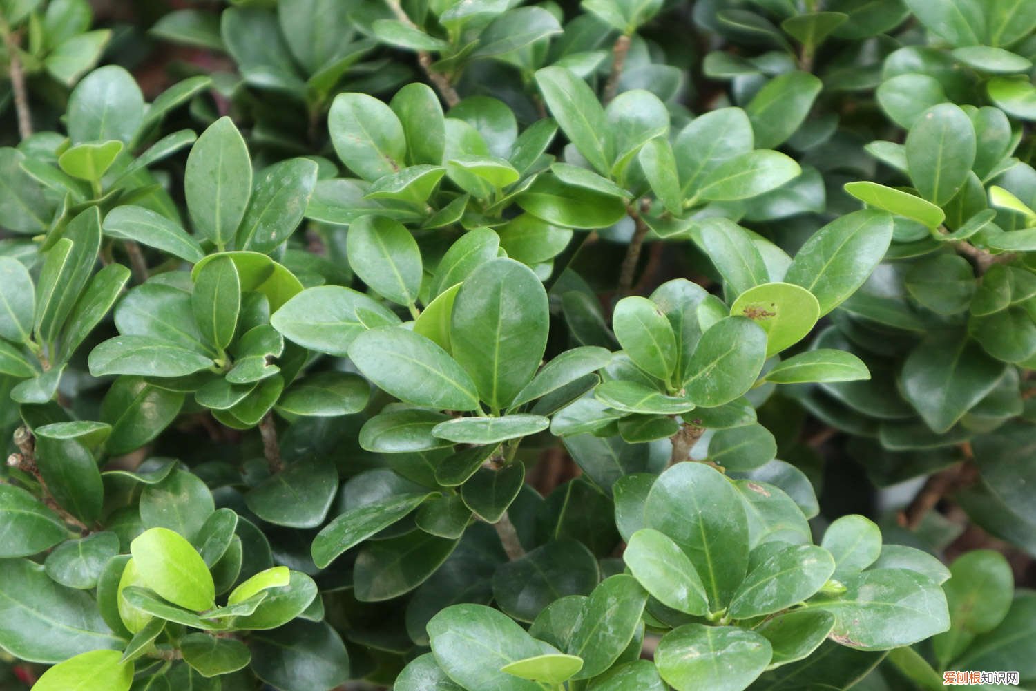 人参榕的养殖方法,怎么让根长大呢 人参榕的养殖方法,怎么让根长大?