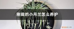 刚移栽的吊兰要马上浇水吗 刚栽的小吊兰怎么养护：要浇水吗？蔫了怎么办？