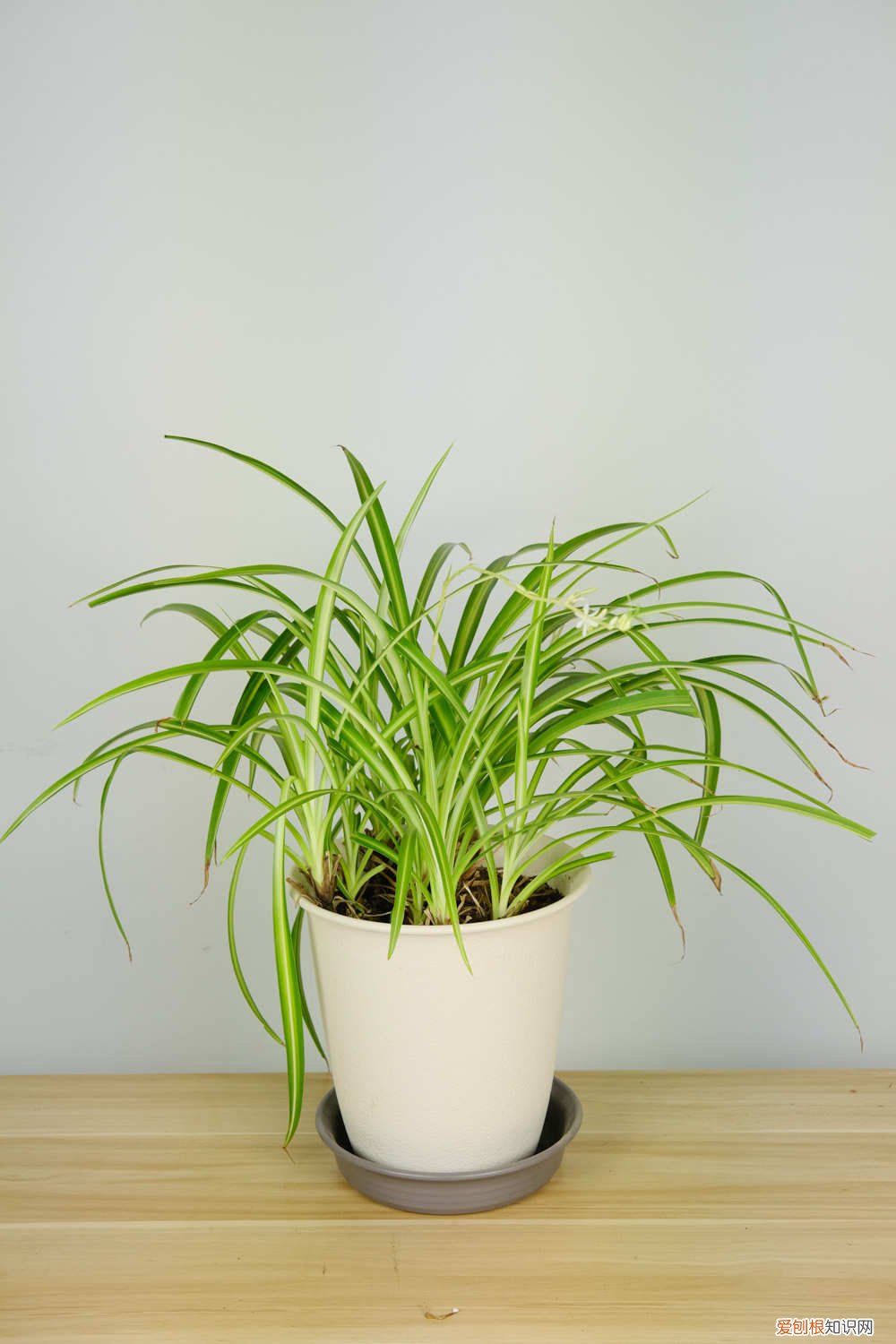 刚移栽的吊兰要马上浇水吗 刚栽的小吊兰怎么养护：要浇水吗？蔫了怎么办？