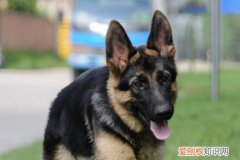 养德牧的都是什么人 适合养德牧的人