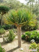 龙血树是不是有毒植物呢 能不能在家养殖